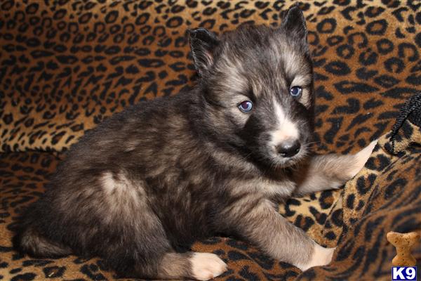 Puppies in NC