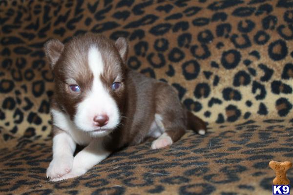 Puppies in Charlotte
