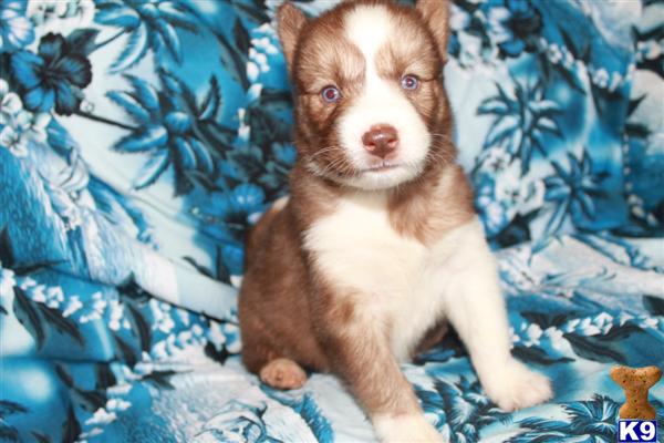 Puppies in Charlotte