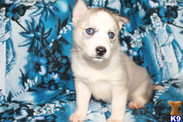 Puppies in Charlotte