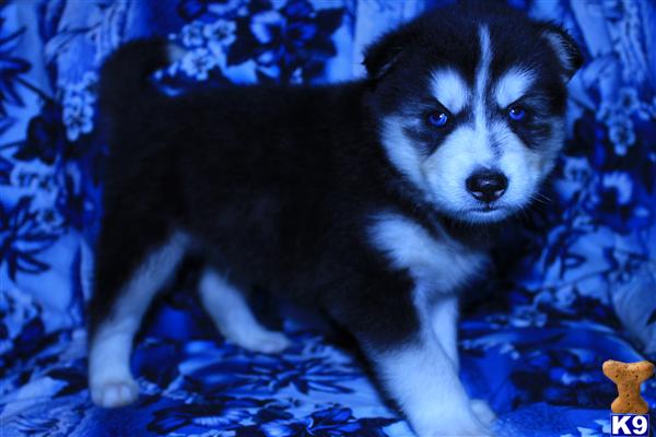 Puppies for Sale