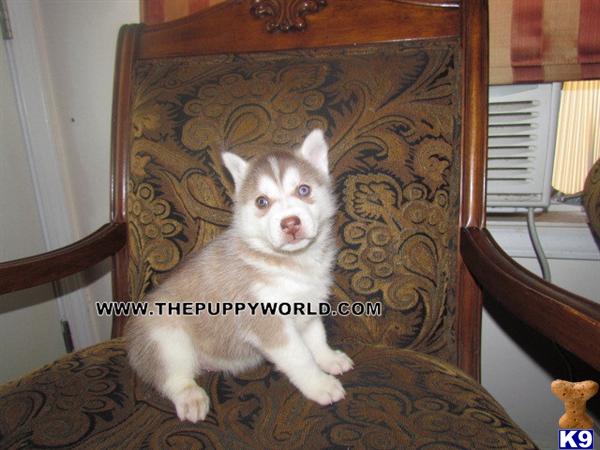 Puppies for Sale