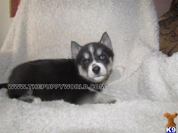Cheap Siberian Husky For Sale In Nc