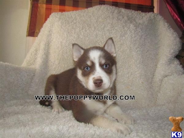 Puppies for Sale
