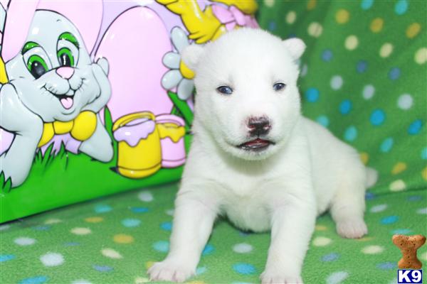 Puppies for Sale