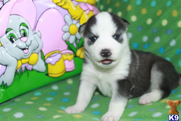 Puppies for Sale