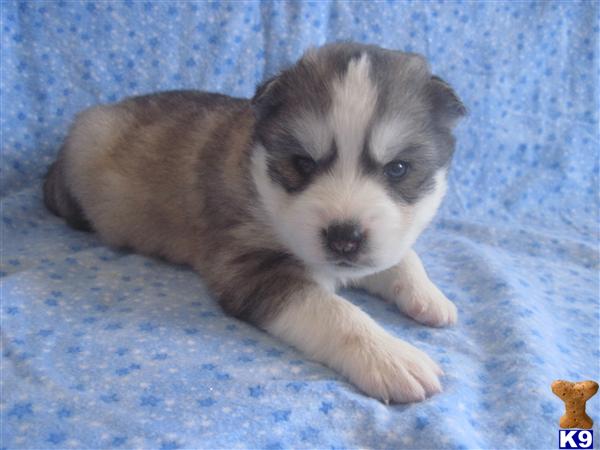 Puppies for Sale