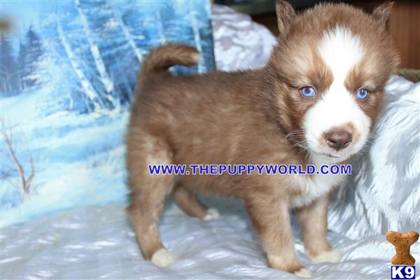 Puppies for Sale