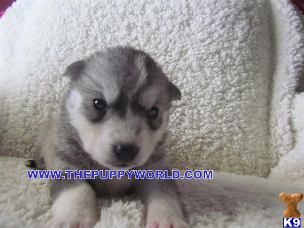 Puppies for Sale
