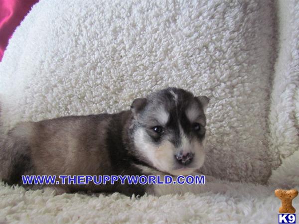 Puppies for Sale
