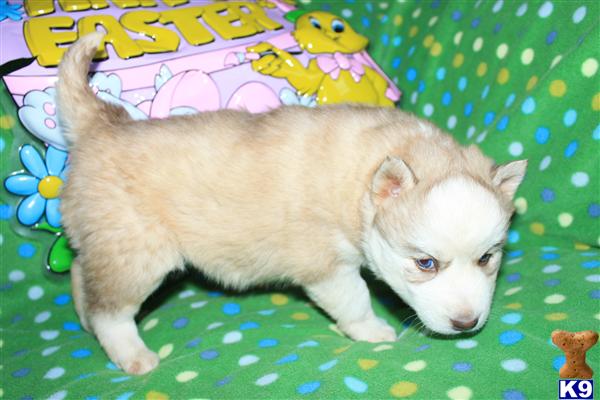 Puppies for Sale