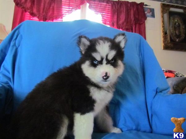 Puppies for Sale