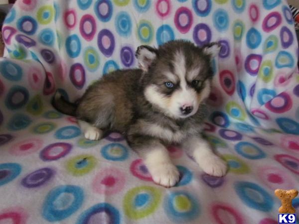 Puppies for Sale