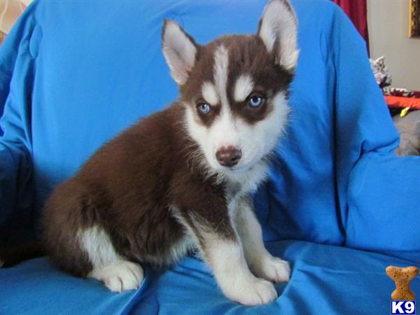 Puppies for Sale