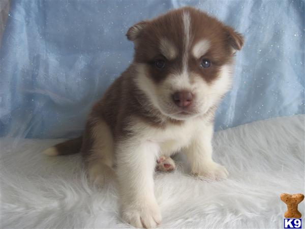 Puppies for Sale