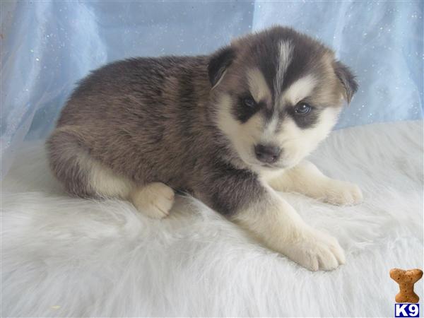 Puppies for Sale