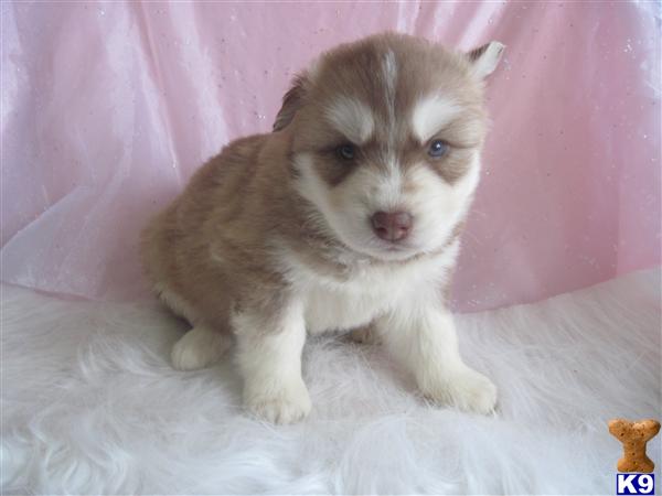 Puppies for Sale