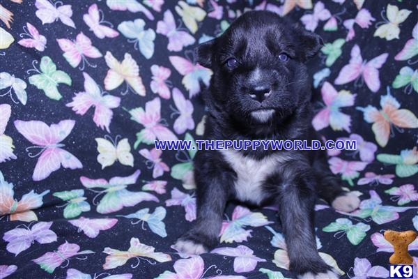 Puppies for Sale