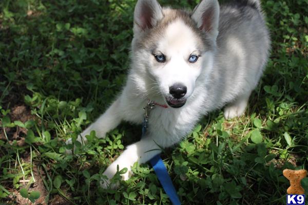 Puppies for Sale