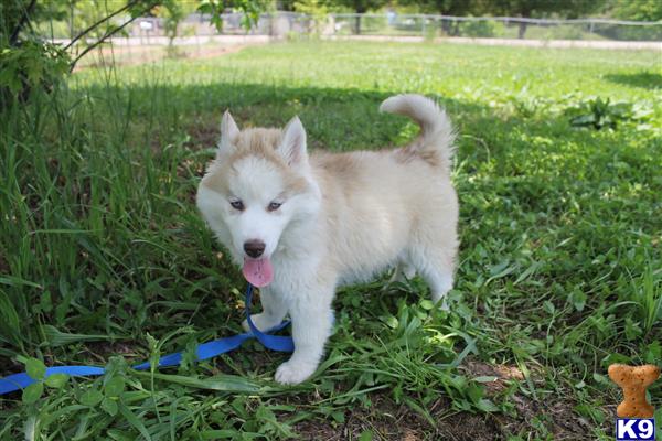 Puppies for Sale