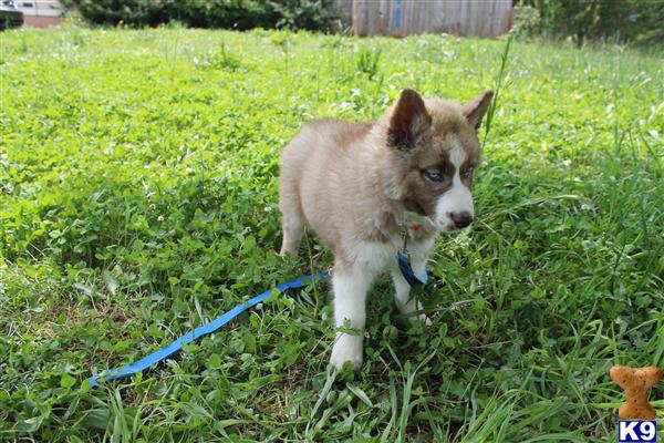 Siberian Husky Puppies in NC
