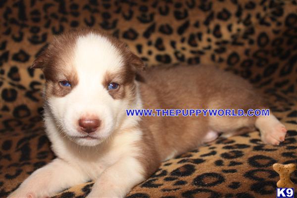 Puppies for Sale