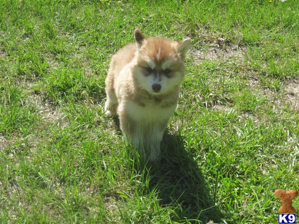 Puppies for Sale