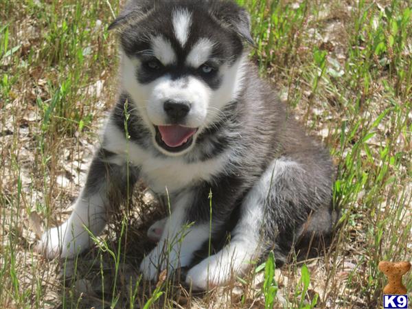 Puppies for Sale