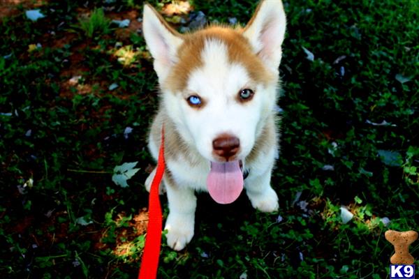 husky puppies for sale in sc document moved husky puppies for sale in sc document moved