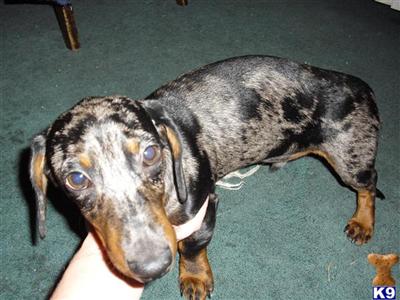 Stud Dogs - Dachshund