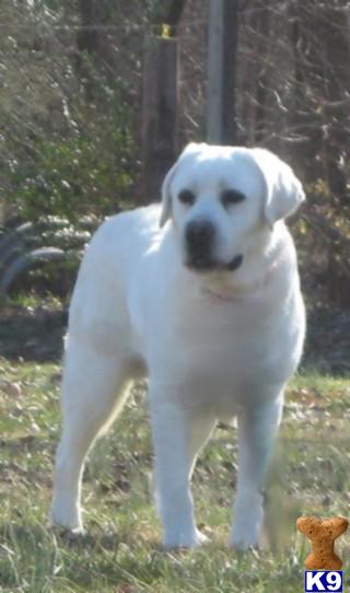 Stud Dogs in TN