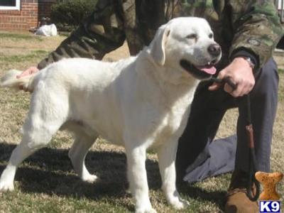 Stud Dogs - Labrador Retriever