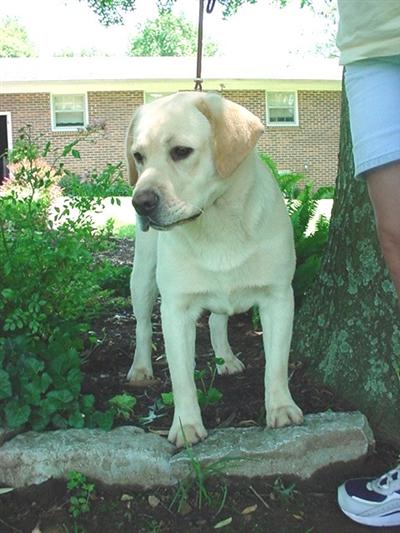 Dogs for Sale in TN