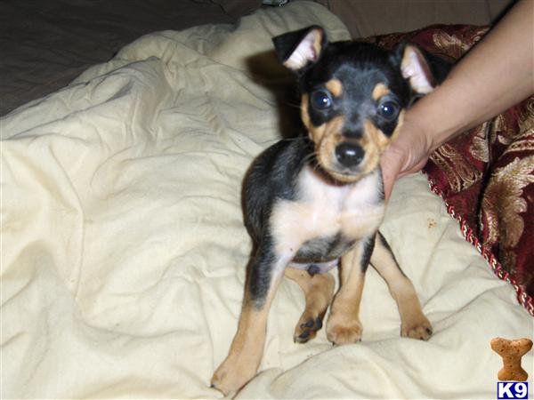 Puppies in Bradenton