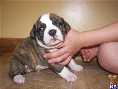 Puppies in OH