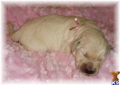 Goldendoodles Puppies for Sale