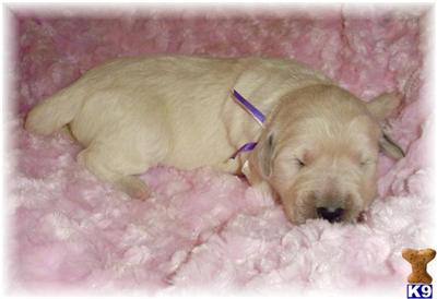 Goldendoodles Puppies for Sale