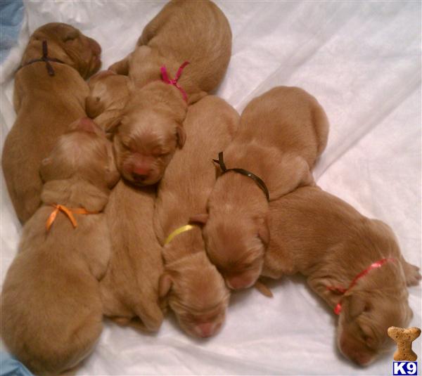 Golden Retriever Puppies in WI