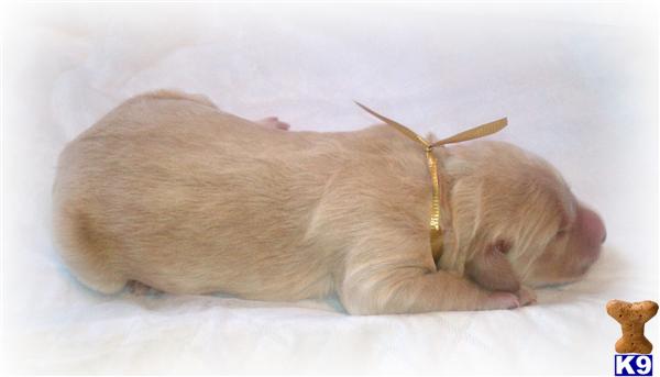 Puppies in Manitowoc