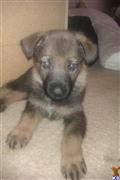 German Shepherd