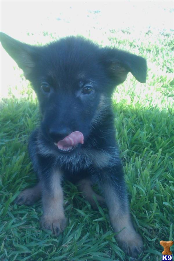 German Shepherd Puppies