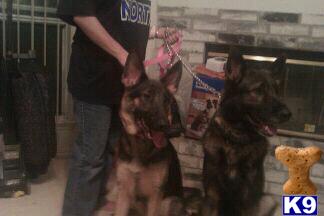Puppies in Grand prairie