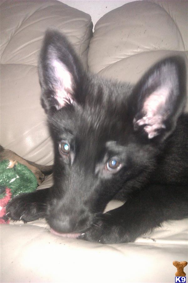 German Shepherd Puppies in TX
