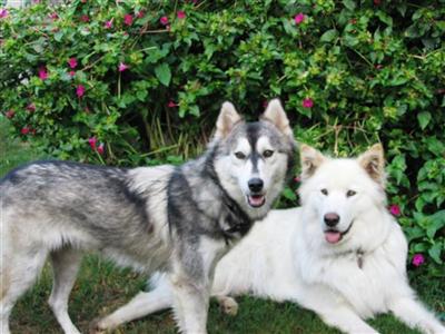 Wolf Dog Puppies for Sale