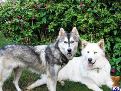 Wolf Dog Puppies for Sale