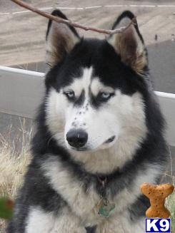 Wolf Dog Puppies