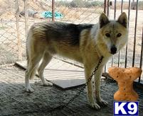 Wolf Dog Puppies