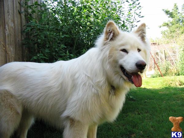 Stud Dogs - Wolf Dog