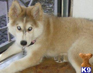 Wolf Dog Puppies