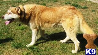Stud Dogs - Wolf Dog